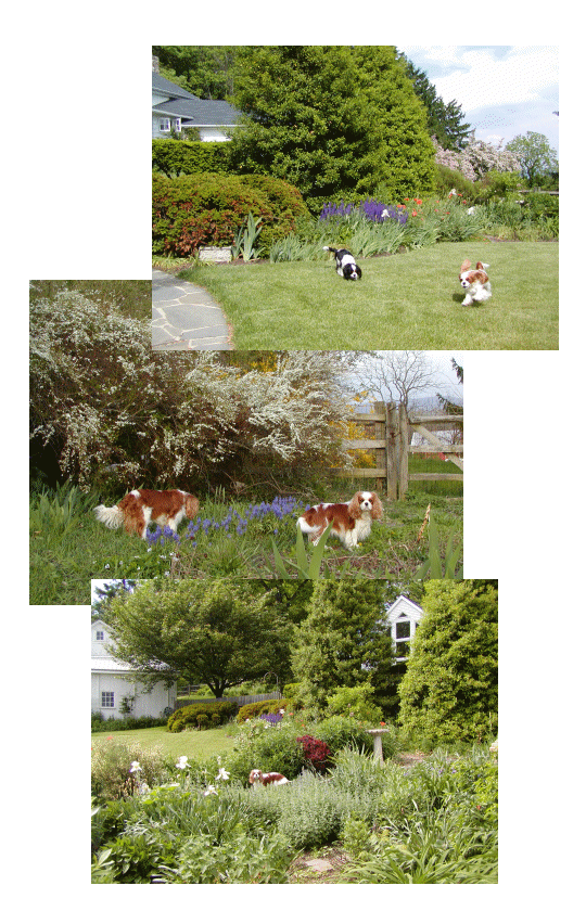 Orchard Hill Cavaliers